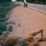 Roadkill Camel