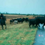 Queensland cowboy