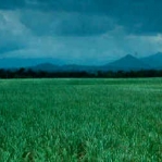 Cane Fields