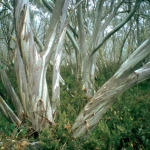 Snow Gums in the Snowy Mountains