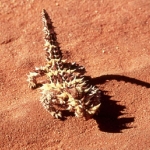 Horny Toad