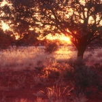 On the Nullarbor