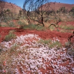 Wildflowers in Western Australia