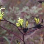 Yellow Kangaroo Paw