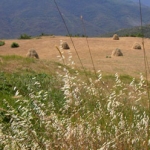 Summer harvest.