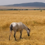 Happy horse.