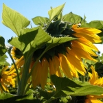 Sunflower.