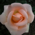 Rose of Almaty.