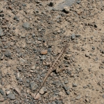         Lizard of the steppes. 