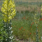      Huge yellow flower on the steppes of Kazakhstan .    