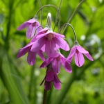 Tien Shan flower.