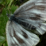 Moth of the mountains.