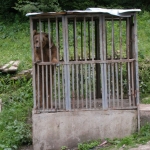 Russian Bear?