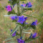 Wildflower.