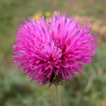 Wildflower.