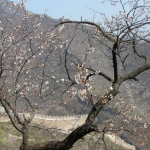 Springtime on the Great Wall.
