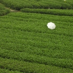 Picking Tea in Sichuan    
