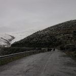 Yaks heading to pasture          