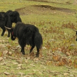Yaks          