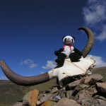 Lucky found Yak horns          