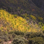 Fall colors in China          