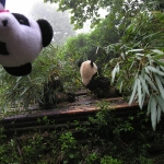 Lucky and a cousin Panda     
