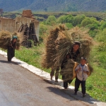 Human haystacks
