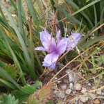 Flower of Shangri-la, one-inch tall       
