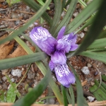 Iris in Shangri-la, China       