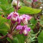 Shangri-La Flower