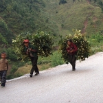 Chinese carrying plants        