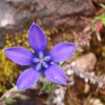 Shangri-La Flower       