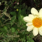 Flower in Shangri-la       