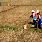 Working The Rice Fields         