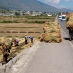 Harvest Time         