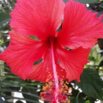 Hibiscus in Southern Yunnan