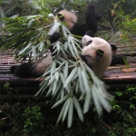 Panda eating