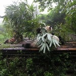 Pandas         