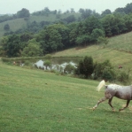 Kentucky