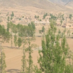 Poplar trees blunt the wind.