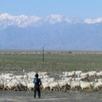 Sheep and the Tian Shan.