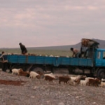Tian Shan high pasture delivery.