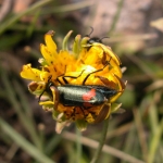 Tian Shan beetle.