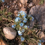 Tian Shan tiny flowers.