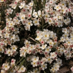 Tian Shan flowers.