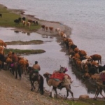 Heading for high pasture.