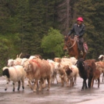 Most of the traffic was local.
