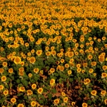 dscn7720.jpg