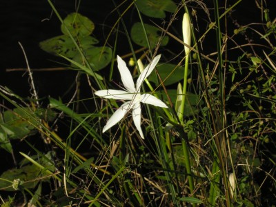 everglades flower 1