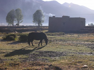 Tibetan Pony